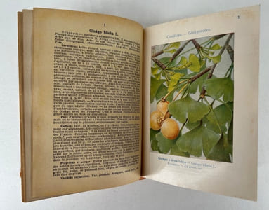 Les arbres, arbustes et arbrissaux d'ornement. 90 planches coloriées, avec explications. 100 figures originales de l'auteur. Encyclopédie pratique du naturaliste XII.