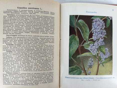 Les arbres, arbustes et arbrissaux d'ornement. 90 planches coloriées, avec explications. 100 figures originales de l'auteur. Encyclopédie pratique du ...