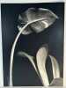 (2 tirages argentiques originaux) IRIS et ARUM (1956) Format 30 x 40cm.. 