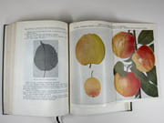 (HORTICULTURE - POMOLOGIE) Oeuvres choisies. Préface de P. Iakovlev par  Ivan Vladimirovitch MITCHOURINE - Image 11