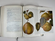 (HORTICULTURE - POMOLOGIE) Oeuvres choisies. Préface de P. Iakovlev par  Ivan Vladimirovitch MITCHOURINE - Image 12