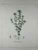 EUFRAISE OFFICINALE  Planche n&deg;137  Plantes de la France, d&eacute;crites et peintes d'apr&egrave;s nature (BOTANIQUE) GRAVURE ORIGINALE  . Jean-Henri JAUME ...