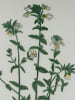 EUFRAISE OFFICINALE  Planche n&deg;137  Plantes de la France, d&eacute;crites et peintes d'apr&egrave;s nature (BOTANIQUE) GRAVURE ORIGINALE  . Jean-Henri JAUME ...