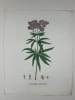 EUPATOIRE D'AVICENNE  Planche n&deg;138  Plantes de la France, d&eacute;crites et peintes d'apr&egrave;s nature (BOTANIQUE) GRAVURE ORIGINALE  . Jean-Henri JAUME ...