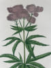 EUPATOIRE D'AVICENNE  Planche n&deg;138  Plantes de la France, d&eacute;crites et peintes d'apr&egrave;s nature (BOTANIQUE) GRAVURE ORIGINALE  . Jean-Henri JAUME ...