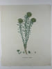 EUPHORBE CYPRES  Planche n&deg;139  Plantes de la France, d&eacute;crites et peintes d'apr&egrave;s nature (BOTANIQUE) GRAVURE ORIGINALE  . Jean-Henri JAUME ...