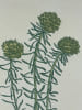 EUPHORBE CYPRES  Planche n&deg;139  Plantes de la France, d&eacute;crites et peintes d'apr&egrave;s nature (BOTANIQUE) GRAVURE ORIGINALE  . Jean-Henri JAUME ...