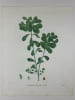 EUPHORBE REVEIL MATIN  Planche n&deg;140  Plantes de la France, d&eacute;crites et peintes d'apr&egrave;s nature (BOTANIQUE) GRAVURE ORIGINALE  . Jean-Henri JAUME ...