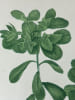 EUPHORBE REVEIL MATIN  Planche n&deg;140  Plantes de la France, d&eacute;crites et peintes d'apr&egrave;s nature (BOTANIQUE) GRAVURE ORIGINALE  . Jean-Henri JAUME ...