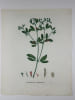 FAGABELLE COMMUNE  Planche n&deg;141  Plantes de la France, d&eacute;crites et peintes d'apr&egrave;s nature (BOTANIQUE) GRAVURE ORIGINALE  . Jean-Henri JAUME ...