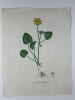 FICAIRE COMMUNE  Planche n&deg;144  Plantes de la France, d&eacute;crites et peintes d'apr&egrave;s nature (BOTANIQUE) GRAVURE ORIGINALE  . Jean-Henri JAUME ...
