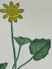 FICAIRE COMMUNE  Planche n&deg;144  Plantes de la France, d&eacute;crites et peintes d'apr&egrave;s nature (BOTANIQUE) GRAVURE ORIGINALE  . Jean-Henri JAUME ...