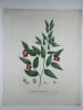 FRAGON A GRAPPES  Planche n&deg;143  Plantes de la France, d&eacute;crites et peintes d'apr&egrave;s nature (BOTANIQUE) GRAVURE ORIGINALE  . Jean-Henri JAUME ...