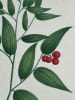 FRAGON A GRAPPES  Planche n&deg;143  Plantes de la France, d&eacute;crites et peintes d'apr&egrave;s nature (BOTANIQUE) GRAVURE ORIGINALE  . Jean-Henri JAUME ...