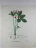 FRAISIER COMMUN  Planche n&deg;146  Plantes de la France, d&eacute;crites et peintes d'apr&egrave;s nature (BOTANIQUE) GRAVURE ORIGINALE  . Jean-Henri JAUME ...