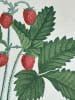 FRAISIER COMMUN  Planche n&deg;146  Plantes de la France, d&eacute;crites et peintes d'apr&egrave;s nature (BOTANIQUE) GRAVURE ORIGINALE  . Jean-Henri JAUME ...