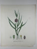 FRITILLAIRE PINTAGE  Planche n&deg;348  Plantes de la France, d&eacute;crites et peintes d'apr&egrave;s nature (BOTANIQUE) GRAVURE ORIGINALE  . Jean-Henri JAUME ...