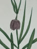 FRITILLAIRE PINTAGE  Planche n&deg;348  Plantes de la France, d&eacute;crites et peintes d'apr&egrave;s nature (BOTANIQUE) GRAVURE ORIGINALE  . Jean-Henri JAUME ...