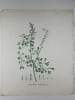 FUMETERRE COMMUNE  Planche n&deg;149  Plantes de la France, d&eacute;crites et peintes d'apr&egrave;s nature (BOTANIQUE) GRAVURE ORIGINALE  . Jean-Henri JAUME ...