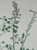 FUMETERRE COMMUNE  Planche n&deg;149  Plantes de la France, d&eacute;crites et peintes d'apr&egrave;s nature (BOTANIQUE) GRAVURE ORIGINALE  . Jean-Henri JAUME ...