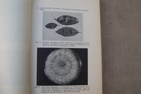 Rapport de la Commission scientifique internationale chargee d'examiner les faits concernant la guerre bactériologique en Corée et en Chine (Avec ...