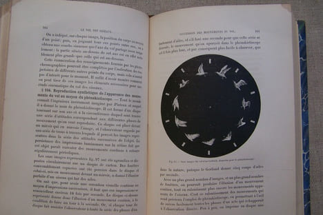 Le vol des oiseaux.. MAREY E.-J.