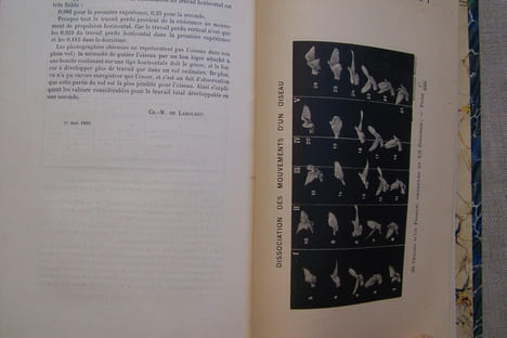 Le vol des oiseaux.. MAREY E.-J.