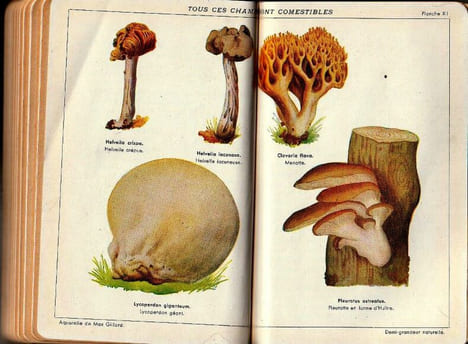 60 Champignons comestibles.. Bernardin Charles