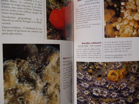 Guide Sous-Marin des Côtes Altantiques Françaises - L'Univers secret des plongeurs..  Simeonidis Dino