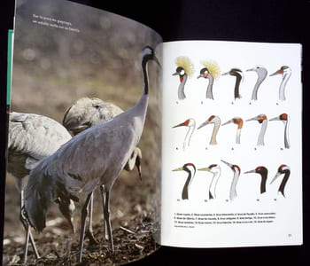 La Grue Cendrée. Histoire naturelle d'un grand Migrateur.