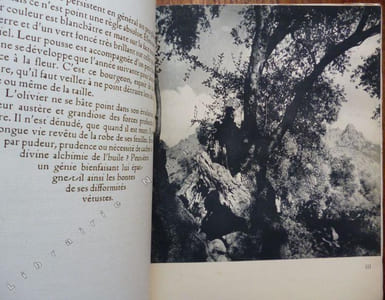 Eloge de l'Olivier .