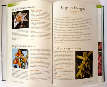 Orchidées Guide De l'Amateur