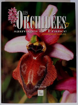 Les orchidées sauvages de France Grandeur Nature. Souche Rémy