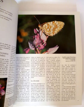 Les orchidées sauvages de France Grandeur Nature. Souche Rémy