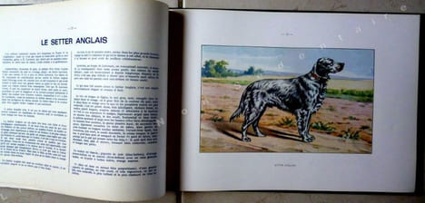Les Chiens De Chasse.. Kermadec - Herout - Teissonière- Castaing - Daubigne - Acquarelles de François CASTELLAN.