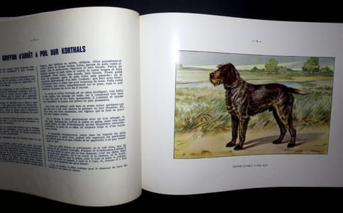 Les Chiens De Chasse.