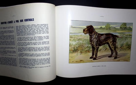 Les Chiens De Chasse.. Kermadec - Herout - Teissonière- Castaing - Daubigne - Acquarelles de François CASTELLAN.