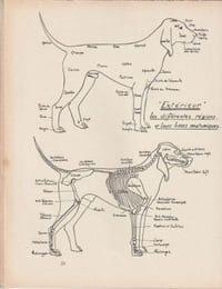Le Chien et sa médecine