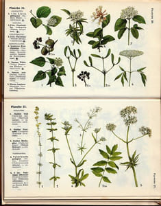 Plantes médicinales plantes mellifères plantes utiles et Nuisibles