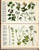 Plantes médicinales plantes mellifères plantes utiles et Nuisibles. Bonnier ( GASTON ) 