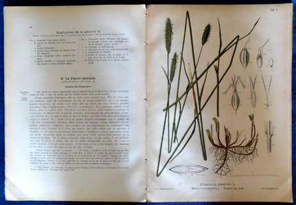 Les meilleures plantes fourragères Descriptions et figures notice détaillée de leur culture et leur valeur économique ainsi que sur la récolte des semences et leurs impuretés et falsifications, etc. PREMIÈRE PARTIE avec 15 Planches chromo-lithographiques et de nombreuses gravures sur bois.