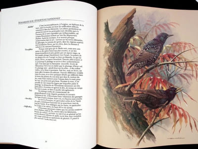 Les oiseaux de nos régions. 