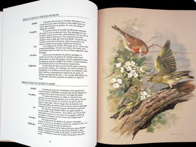Les oiseaux de nos régions. 