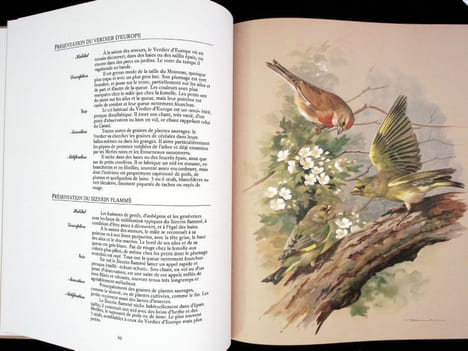 Les oiseaux de nos régions. . Ede (Basil) - Rheinwald (Goetz) - Campbell (William-David).