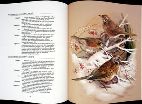 Les oiseaux de nos régions. . Ede (Basil) - Rheinwald (Goetz) - Campbell (William-David).