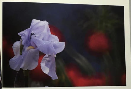 Le jardin de Claude Monet : Les quatre saisons de Giverny