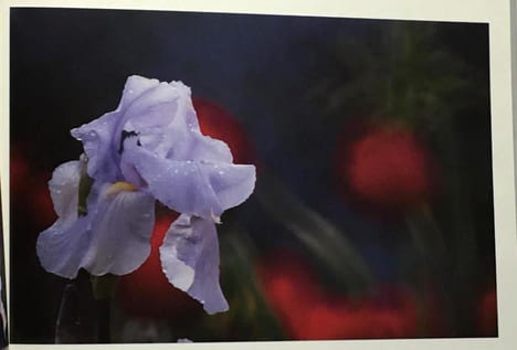 Le jardin de Claude Monet : Les quatre saisons de Giverny. Prost Charles