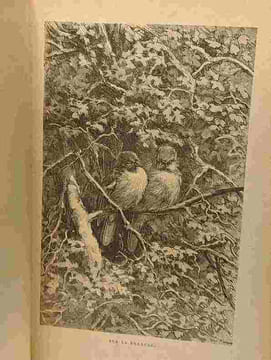 Bonnes bêtes et bonnes gens - ouvrage illustré de 52 gravures - 6e édition - bibliothèque des écoles et des familles. Girardin J