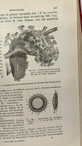 Cours élémentaire de Zoologie - dixième édition revue - 765 figures dans le texte 16 planches