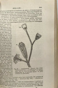 Cours élémentaire de Zoologie - dixième édition revue - 765 figures dans le texte 16 planches